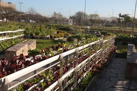 ¡Manos a la Tierra! Villa Soldati Busca Voluntarios para Revolucionar la Agricultura Urbana